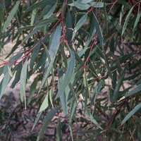 Eucalyptus polybractea